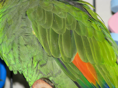 Fototapeta Orange-winged Amazon parrot green and orange wing feathers.