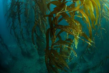 Dense Kelp Forest in California © ead72