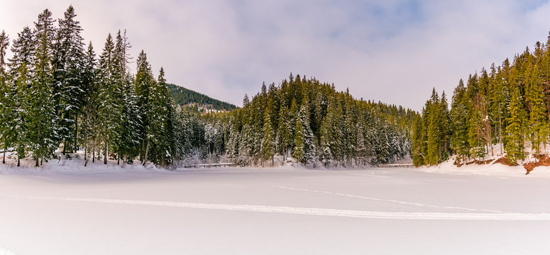panorama of spruce forest in winter mountains. gorgeous nature scenery