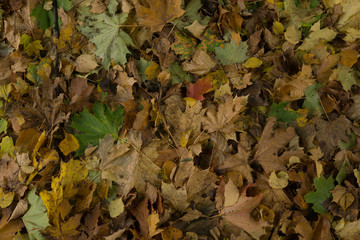 autumn leaves background