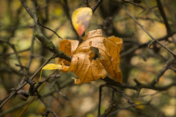autumn leaves background