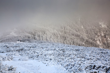 Obraz na płótnie Canvas winter landscape with snowy fir trees in the mountains