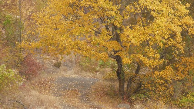 Autumn forest landscape / Colorful autumn forest with fallen leaves on ground 