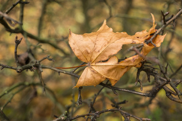 autumn leaves background