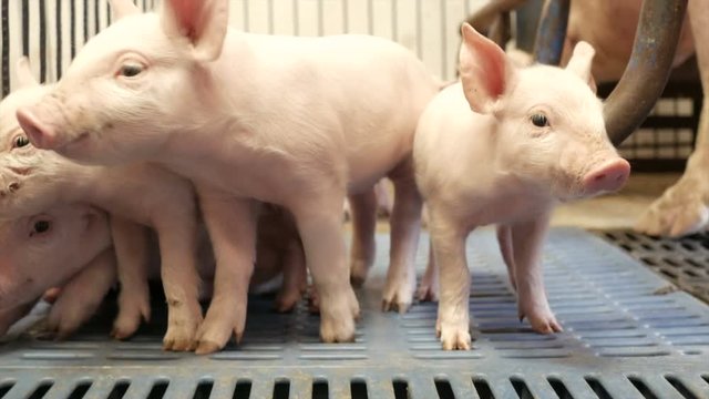 piglets in pig farm
