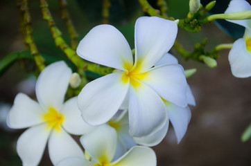 Obraz premium White flowers are very fragrant tree is considered a popular scent flowers in gardens, all in a park, or even in the garden of madness.