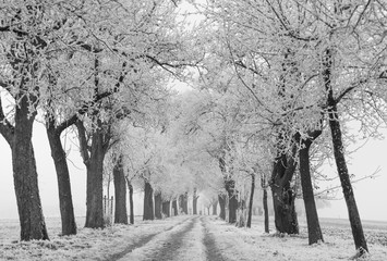 Winter path with trees horizontal