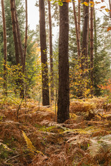 Fototapeta premium Autumn forest