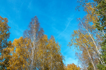 Fototapeta na wymiar yellow birch leaves in autumn