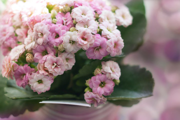 Close-up of a flower pot with blooming pink kalanchoe (Saxifragales Crassulaceae Kalanchoe). Shallow dept of field. Gift concept.