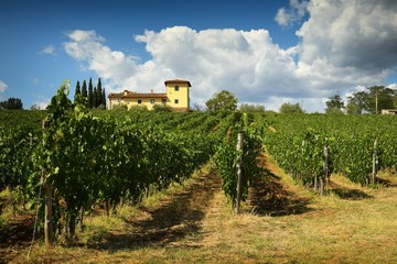 Fototapeta na wymiar Vineyard with blue cloudy sky and typical farm house on background. Chianti region inTuscany. Italy.