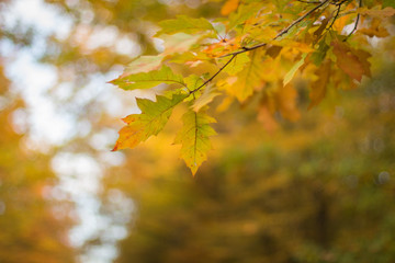 Autumn forest