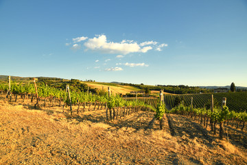 Fototapeta na wymiar Beautiful vineyards in summer season with blue sky. Chianti region near Florence. Tuscany. Italy