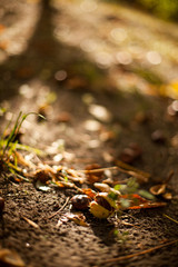 macro chestnut  wood autumn