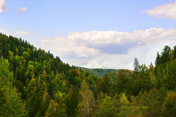 spruce forest in the mountainous terrain under the blue sky