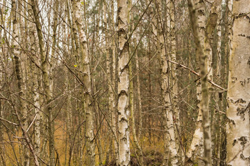 Birkenwald im winter
