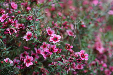 Pink waxflowers (Chamelaucium) growing on a shrub