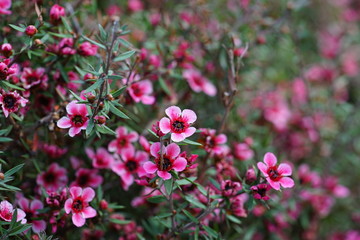 Pink waxflowers (Chamelaucium) growing on a shrub