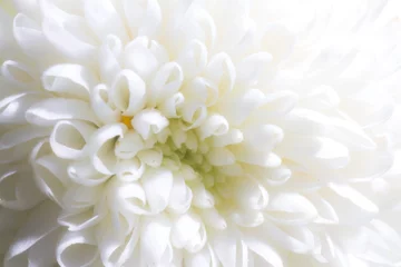 Poster White flower © Javier