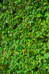 neat hedge, leaves closeup on a bush