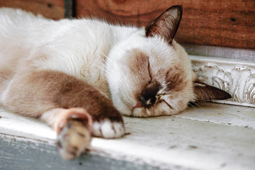 white with brown pattern cat is sleeping at noon