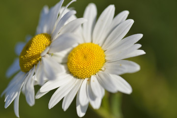 Obraz premium Magerwiesen-Margerite