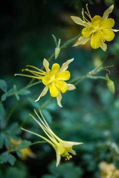 Golden Columbine (Aquilegia Chrysantha)