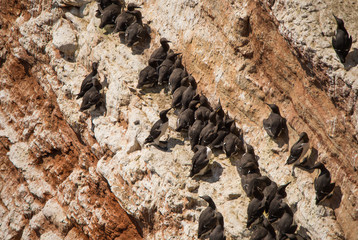 lots of common murres on the cliffs