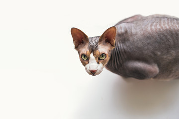 Obraz premium cat a sphinx on a white background in studio