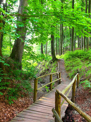 Fototapeta Nationalpark Jasmund obraz