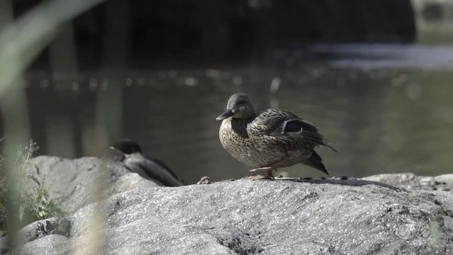 Duck Central Parck