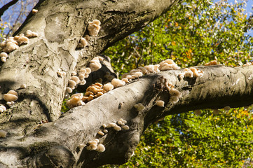 Pilze auf einem Baum