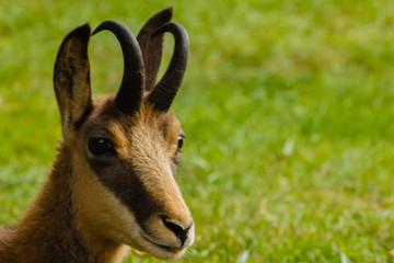 close-up of an alpine suede /the muzzle of a suede with horns and the typical mask between the eye and the upper lip