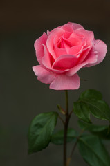 Vibrant pink rose blooming in the garden. Tender pink flower growing in the garden.
