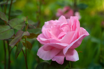 Vibrant pink rose blooming in the garden. Tender pink flower growing in the garden.