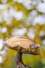Brown mushroom in autumn forest with yellow background