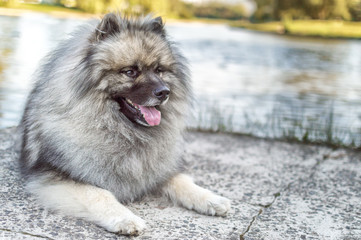 dog of breed of Keeshond (the German wolfspitz) on the street in summer sunny day. Portraits of a dog