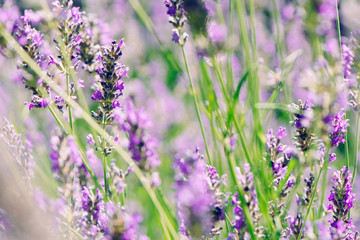 Fototapeta premium wild lavenders in the field, a sunny day
