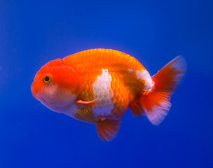 Goldfish in a blue background aquarium