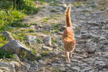 Little brown kitty on stone road in summer