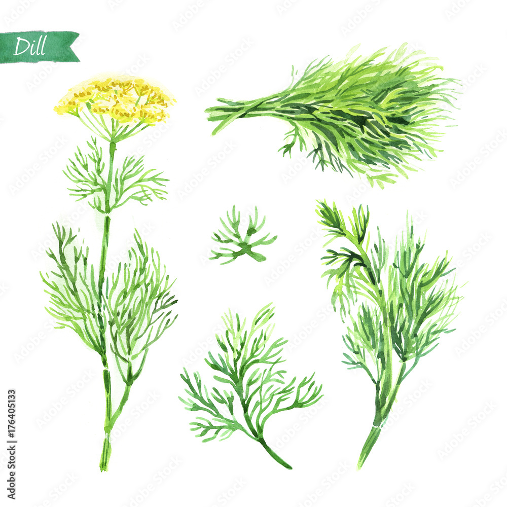 Wall mural dill plant, twigs and bunch watercolor illustration