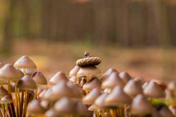 Pilze im wald