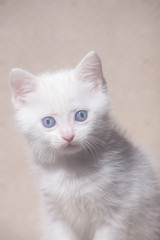 Naklejka na ściany i meble White kitten small handsome fluffy warm and soft symbol of the year cat, warmth and home comfort. Home pet