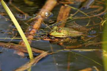 grenouille