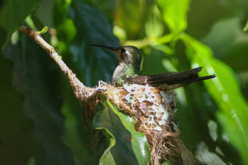 Cuban Emerald Hummingbird on the nest