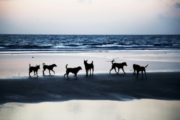 Fototapeta na wymiar Dogs on beach