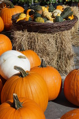 Fall pumpkins with hay bale