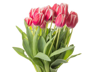beautiful bouquet of red tulips