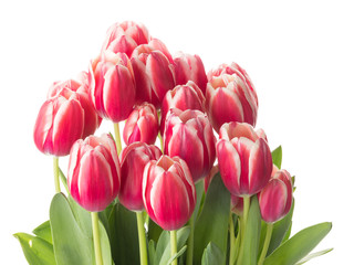 Fototapeta premium beautiful tender bouquet of tulips
