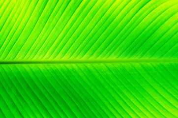 texture on banana leaf beautiful pattern nature green leaves background.